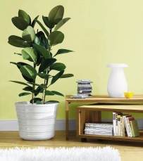 风水上认为哪些植物会带来不利？