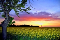 洞玄灵宝飞仙上品妙经