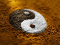 道家玄门五术：山、医、命、相、卜